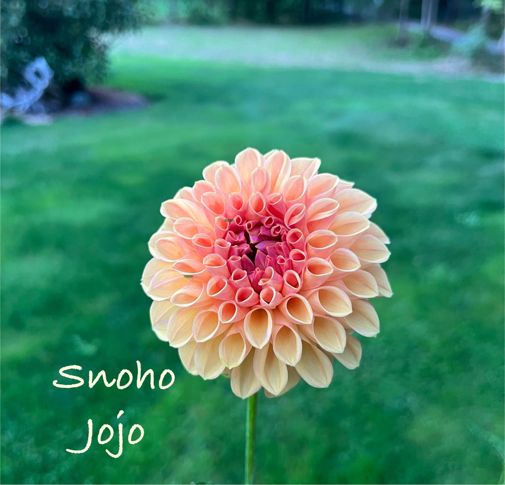 Snoho Jojo