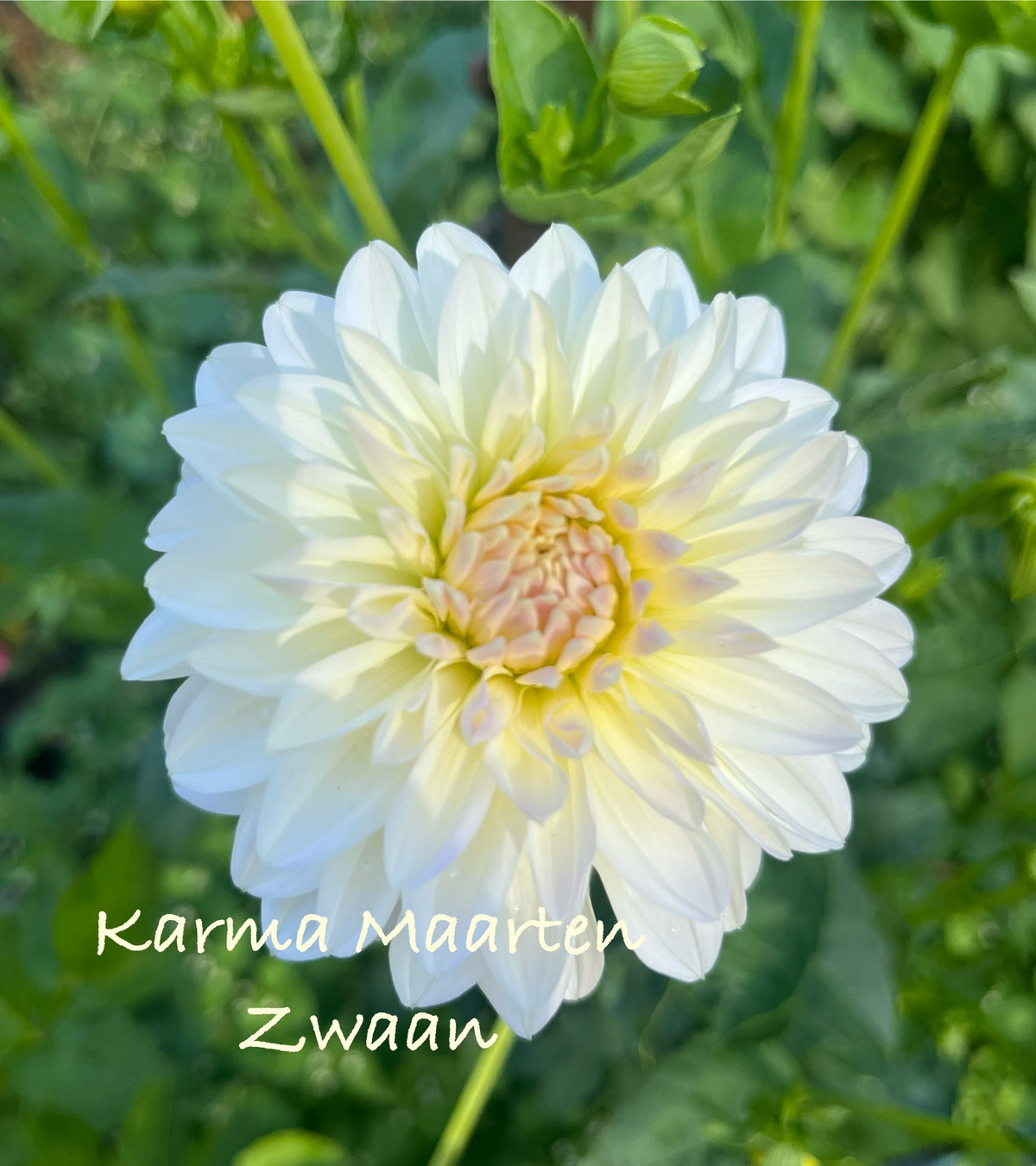 Karma Maarten Zwaan