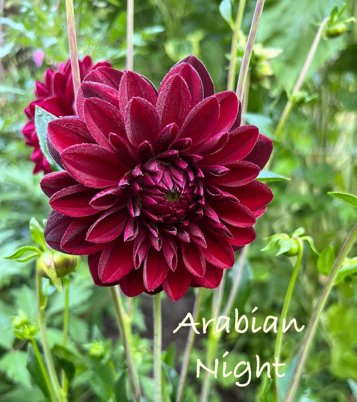 Arabian Night