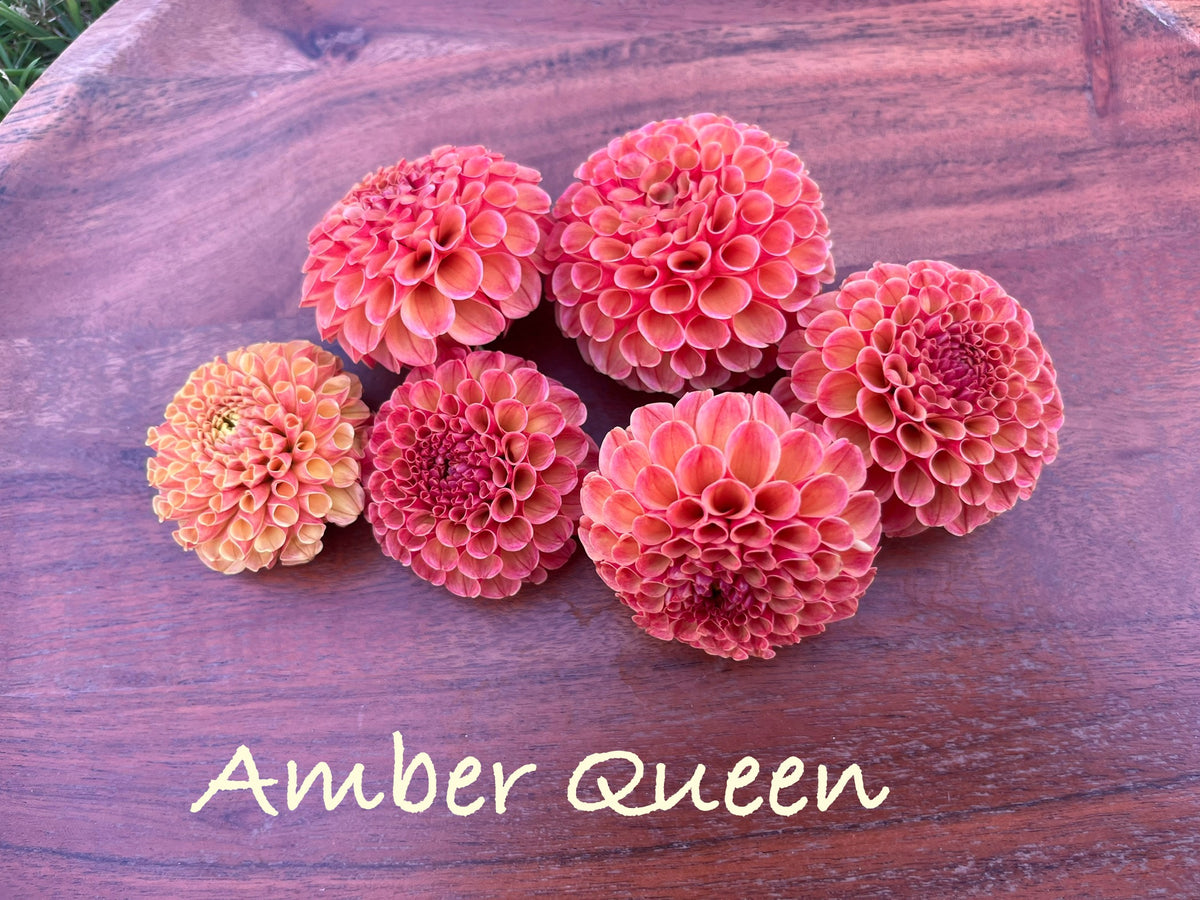 Amber Queen